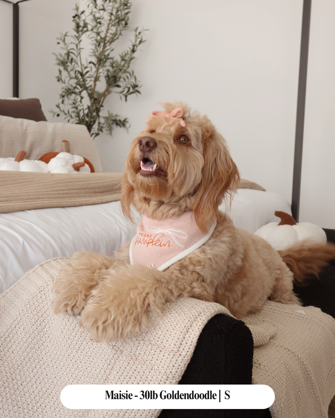 The Deluxe Pup - FALL DOG BANDANA | HEY THERE, PUMPKIN